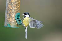 Parus major - Mésange charbonnière, oiseau mâle se nourrissant de mangeoire de jardin, UK, décembre