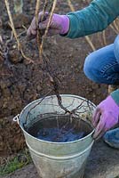 Tremper Rosa rugosa à racines nues dans une solution d'eau et de champignons mycorhiziens