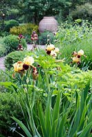Divers Iris barbus dans le jardin d'été, y compris Iris 'High Command '. Mitton Manor, Staffordshire.