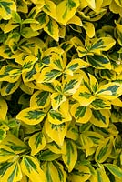 Euonymus fortunei 'Emerald' n 'Gold'