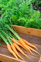 Plateau en bois avec des carottes de jardin fraîchement tirées et lavées - Daucus carota, 'Flyaway'