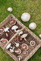Agaricus campestris - champignon des champs ou champignon des prés. Trug en osier avec des spécimens fraîchement cueillis.