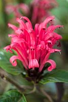Justicia carnea - Plume brésilienne flowera