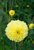 Dahlia 'Gloire de Heemstede', Norfolk, Angleterre, août.