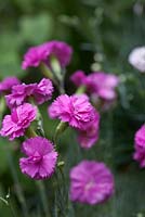 Dianthus 'Tickled Pink' - rose jardin robuste, magenta foncé, vivace parfumée en juin