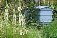 Une ruche bleue et Verbascum 'Album' - The Drought Garden, RHS Hampton Court Palace Flower Show 2016