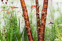 Prunus serrula multitiges à New Horizons, Jardin de la ville pour une retraite anticipée, RHS Hampton Court Flower Show, 2016. Designer: Beautiful Flowerbeds Garden Design