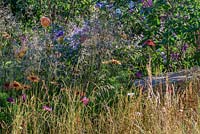 Un parterre de fleurs herbacées avec Cirsium rivulare, Echinacea, Deschampsia cespitosa et Panicum virgatum 'Northwind' - Zoflora: Outstanding Natural Beauty, RHS Hampton Court Palace Flower Show 2016. Conception: Helen Elks-Smith MSGD