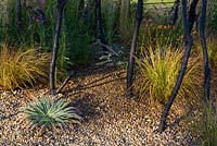 Branches tachées de noir et plantation résistante à la sécheresse dans le gravier avec de petits Echium pininana. S'efforcer de survivre, RHS Hampton Court Palace Flower Show 2016. Conception: Holly Fleming