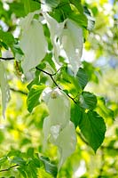 Davidia involucrata