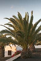 Phoenix canariensis - palmier dattier des îles Canaries - novembre, Lanzarote, îles Canaries