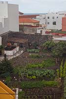 Jardin potager parmi les toits et les murs des bâtiments - Février, Tenerife, Canaries