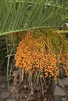 Phoenix canariensis fruits - palmier dattier des îles Canaries - février, Tenerife, Canaries
