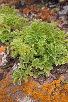 Astydamia latifolia poussant sur des roches couvertes de lichens - Canary Samphire - Février, Tenerife, Canaries