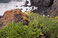 Astydamia latifolia poussant sur des rochers au-dessus de la mer - Canary Samphire - Février, Tenerife, Canaries
