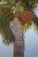 Roystonea regia aux fruits - Royal Palm - Février, Tenerife, Canaries, Iles