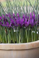 Iris reticulata 'JS Dijt' poussant dans un pot en céramique crème - février