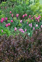 Tulipa 'Survivor', Tulipa 'China Pink' et Tulipa 'Huis Ten Bosh' avec pourpre Berberis thunbergii 'Atropurpurea nana' et Euphorbia wulfenii dans le parterre de fleurs des Lutyens.