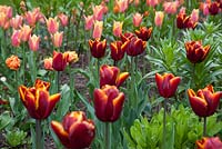 Tulipes dans les parterres de fleurs chaudes - Tulipa 'Abu Hassan' - Tulipa 'Marianne' - Tulipa 'Sensual Touch'
