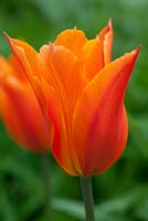 Tulipa 'Ballerine'