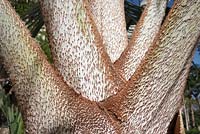 Bismarckia nobilis - Bismark Palm - pétioles à écailles caduques