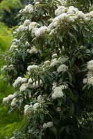 Backhousia citriodora, Myrtle parfumé au citron détails d'un petit arbre avec des grappes de fleurs blanches.