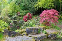 Dans la partie supérieure du ruisseau, les pierres sont posées de manière naturaliste pour donner l'impression d'avoir été progressivement érodées par l'eau. Un érable japonais se trouve au premier plan avec divers rhododendrons bordant la rive.