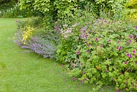 Un parterre herbacé de Géranium 'Patricia', Astrantia major, Nepeta et Anthemis tinctoria 'EC Buxton' à Bluebell Cottage Gardens, Cheshire