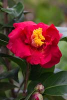 Camellia japonica 'Docteur Burnside'