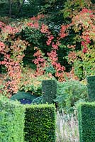 Vitis coignetiae poussant à travers les arbres à l'orée du bois. Colonnes de Taxus baccata coupées