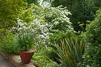 Deutzia setchuenensis var. corymbiflora - corymbose deutzia et Cornus kousa 'Norman Hadden' poussant sur les jardins en terrasses de Bolham Manor, Nottinghamshire, juin.