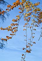 Fagus sylvatica. Branches pendentif doré d'un hêtre mature sur Cannock Chase une zone de beauté naturelle exceptionnelle Staffordshire Angleterre