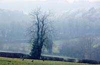 Scène rurale sur Cannock Chase Zone d'une beauté naturelle exceptionnelle en hiver