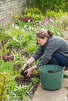 Soulever et diviser un agapanthe au printemps. Après avoir planté du paillis, la surface du sol avec du compost de jardin ou similaire