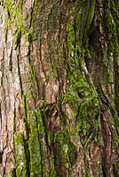 Bryophyta - Croissance de mousse et de lichen sur un tronc d'arbre à feuilles caduques en été