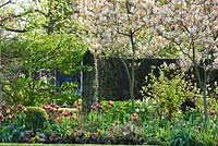 Parterres de printemps de Tulipa 'Abba', Tulipa 'Gavota', Tulipa 'Flaming Purissima', Cornus alba Sibirica et Narcissus 'Actaea' sous l'Amelanchier lamarckii.
