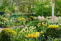 Parterres de printemps de tulipes et de jonquilles. Boîte topiaire. Tulipa 'Spring Green', Tulipa 'Strong Gold', Tulip 'Golden Apeldoorn '.