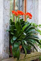 Clivia en fleur sur le rebord de la fenêtre