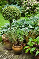 Les plantes en pot présentent Buxus sempervirens, Hosta 'Krossa Regal', Ligularia dentata, Eucomis bicolor et Eucomis comosa.