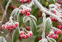 Baies et feuillage givrés de cornubia de Cotoneaster