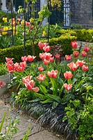 Jardin de ville formel au printemps. Tulipes, Ophiopogon planiscapus 'Nigrescens', bordure de boîte.