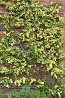 Rosa xanthina 'Canary Bird' formée sur un mur