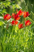 Tulipa sprengeri naturalisé dans l'herbe
