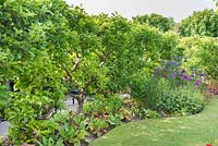 Pommiers à cordon oblique formant une limite de jardin interne.