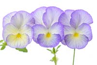 Viola 'Sweetheart '. La coloration mauve augmente dans certaines fleurs, probablement en raison de l'âge ou du climat