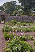 Centaureas et Persicaria bistorta de couleur pastel dans le jardin de pépinière avec des rangées de plantes poussant à vendre - Juin, Herterton House, Hartington, Northumberland, Royaume-Uni