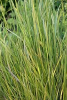 Alopecurus pratensis 'Aureovariegatus' - Golden Meadow Foxtail - juin, Herterton House, Hartington, Northumberland, Royaume-Uni