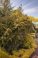 Berberis x stenophylla sous-planté d'Origanum vulgare aureum - Épine-vinette, Marjolaine dorée - juin, Herterton House, Hartington, Northumberland, UK
