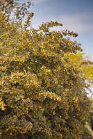 Berberis x stenophylla - Épine-vinette - juin, Herterton House, Hartington, Northumberland, UK