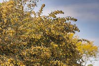 Berberis x stenophylla - Épine-vinette - juin, Herterton House, Hartington, Northumberland, UK